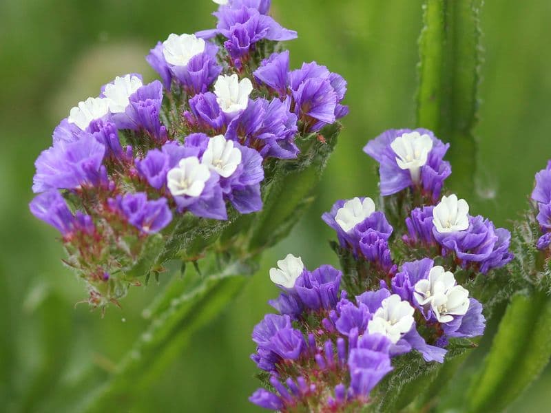 petites fleurettes en hampe bleu 