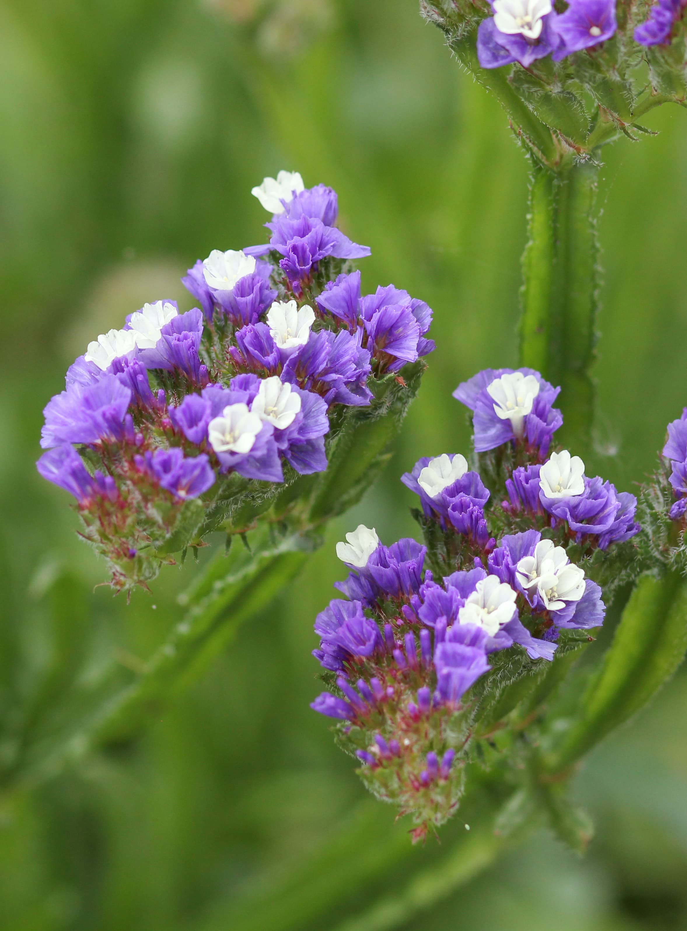 petites fleurettes en hampe bleu 