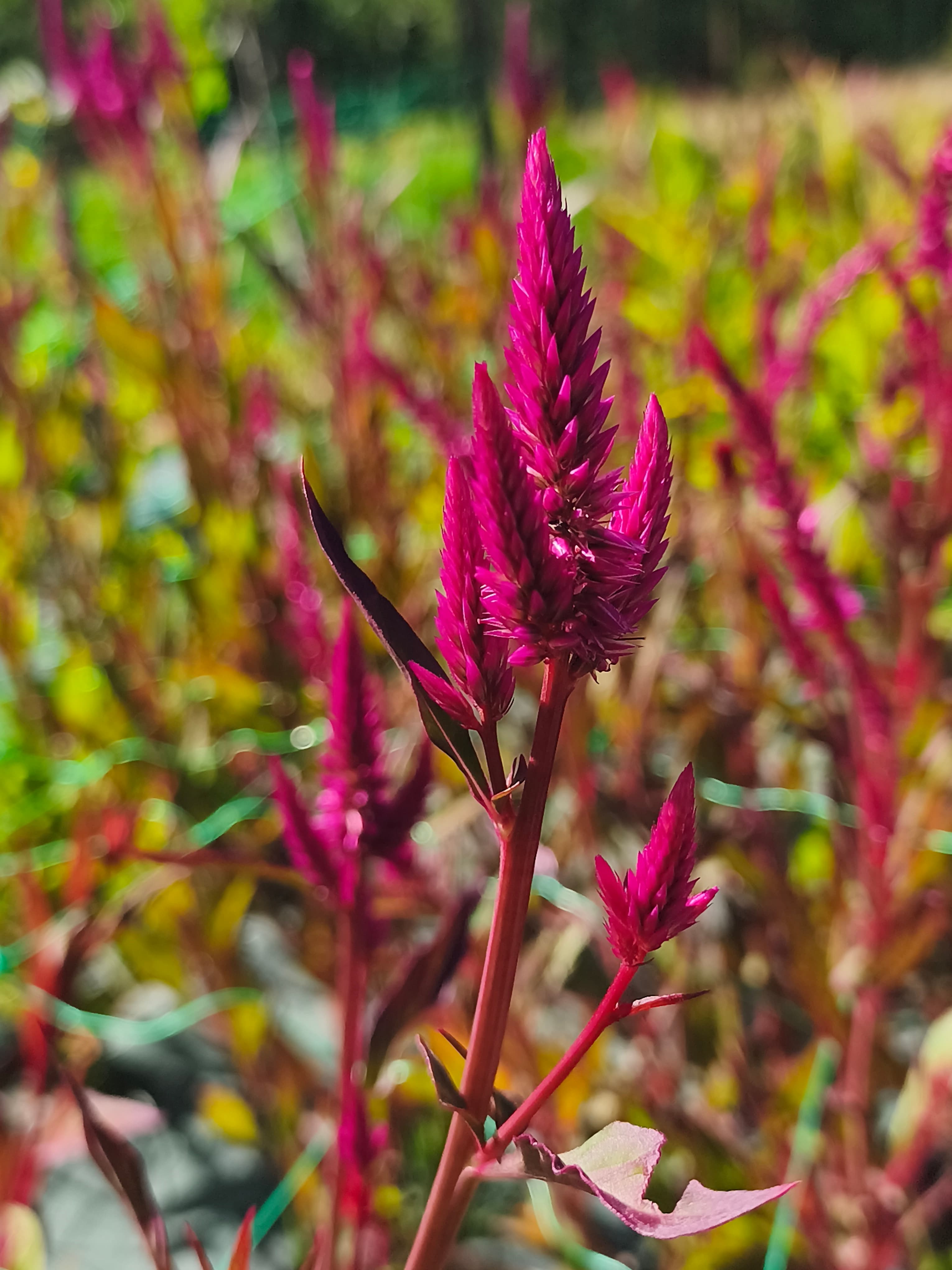 fleur allongée , rose soutenu