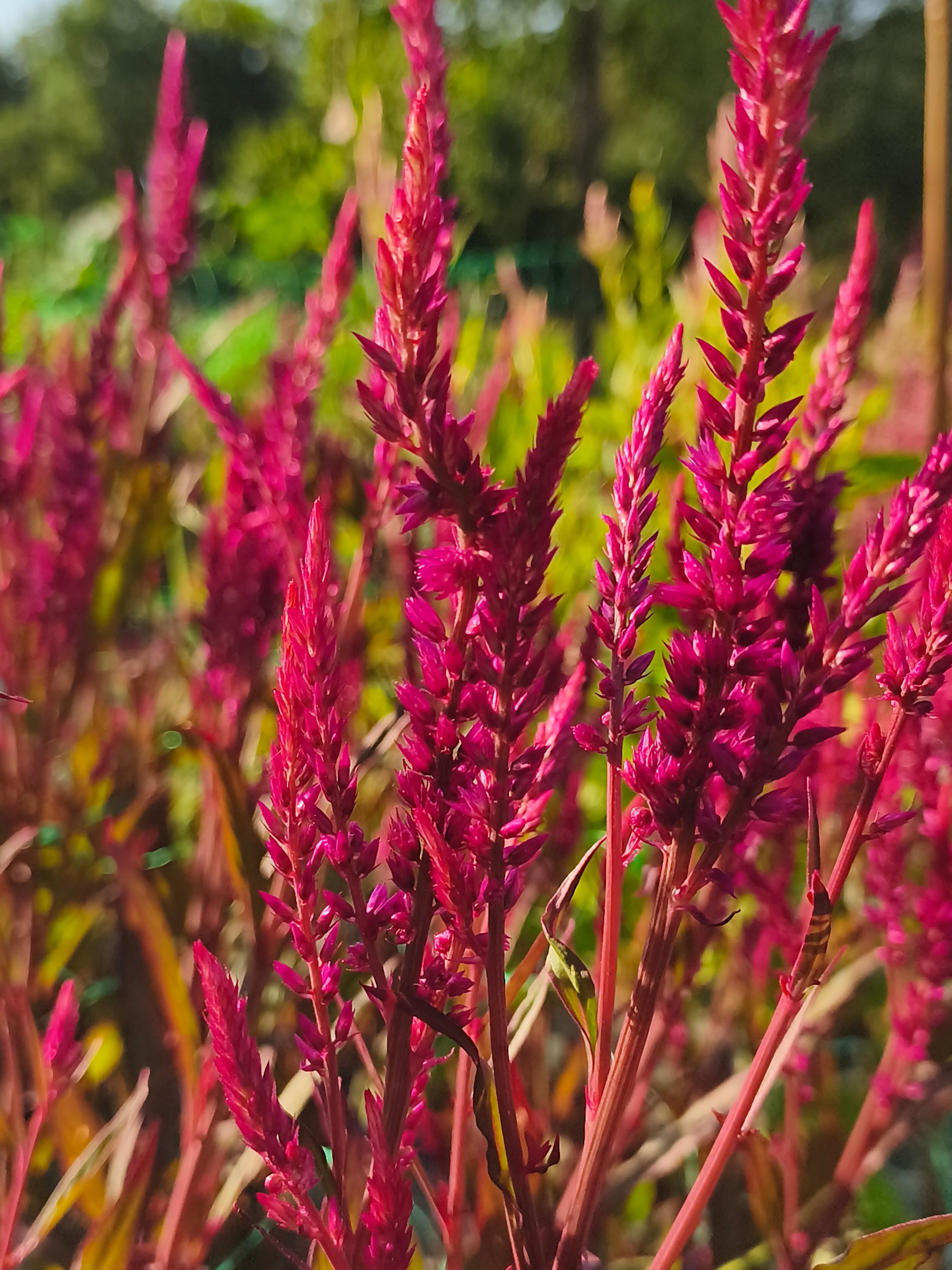  groupe de fleurs allongées , rose soutenu 