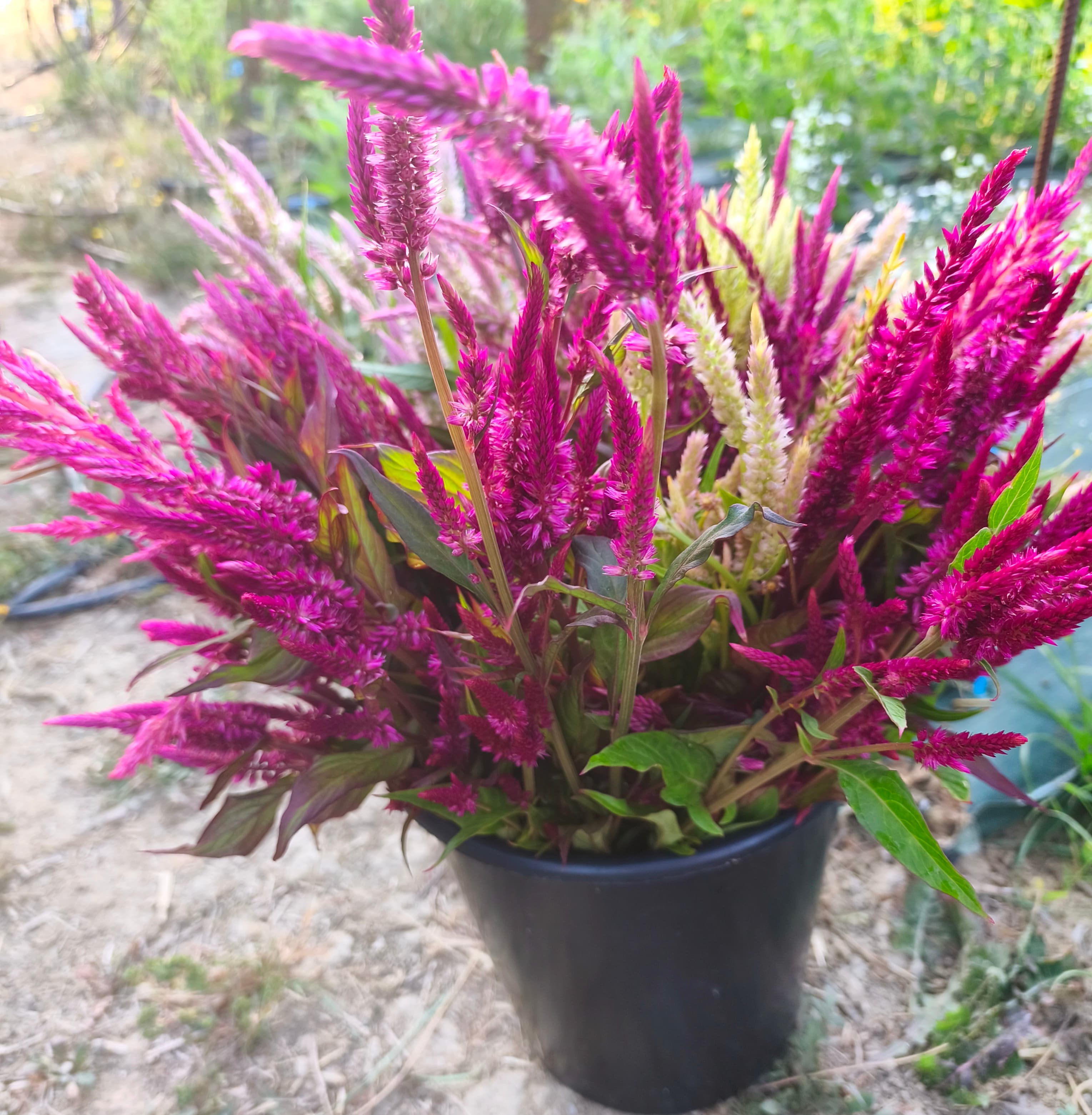 seau contenant un bouquets de fleurs multicolores , de forme allongée 