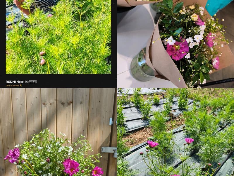 fleurs
