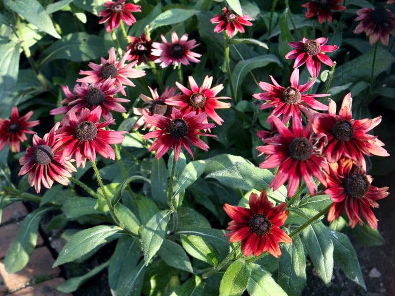 Rudbeckia rouge à coeur noir 