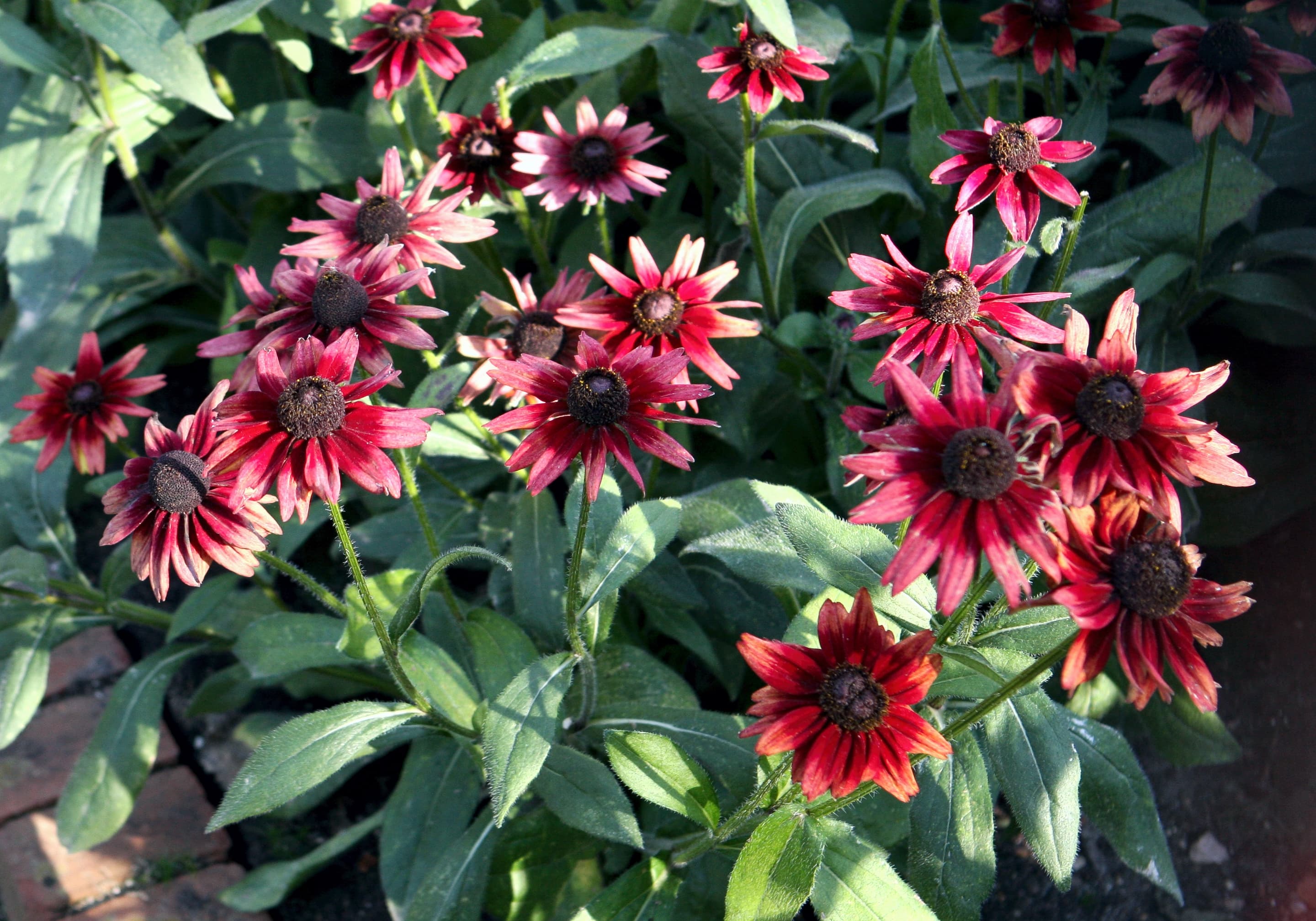 Rudbeckia rouge à coeur noir 