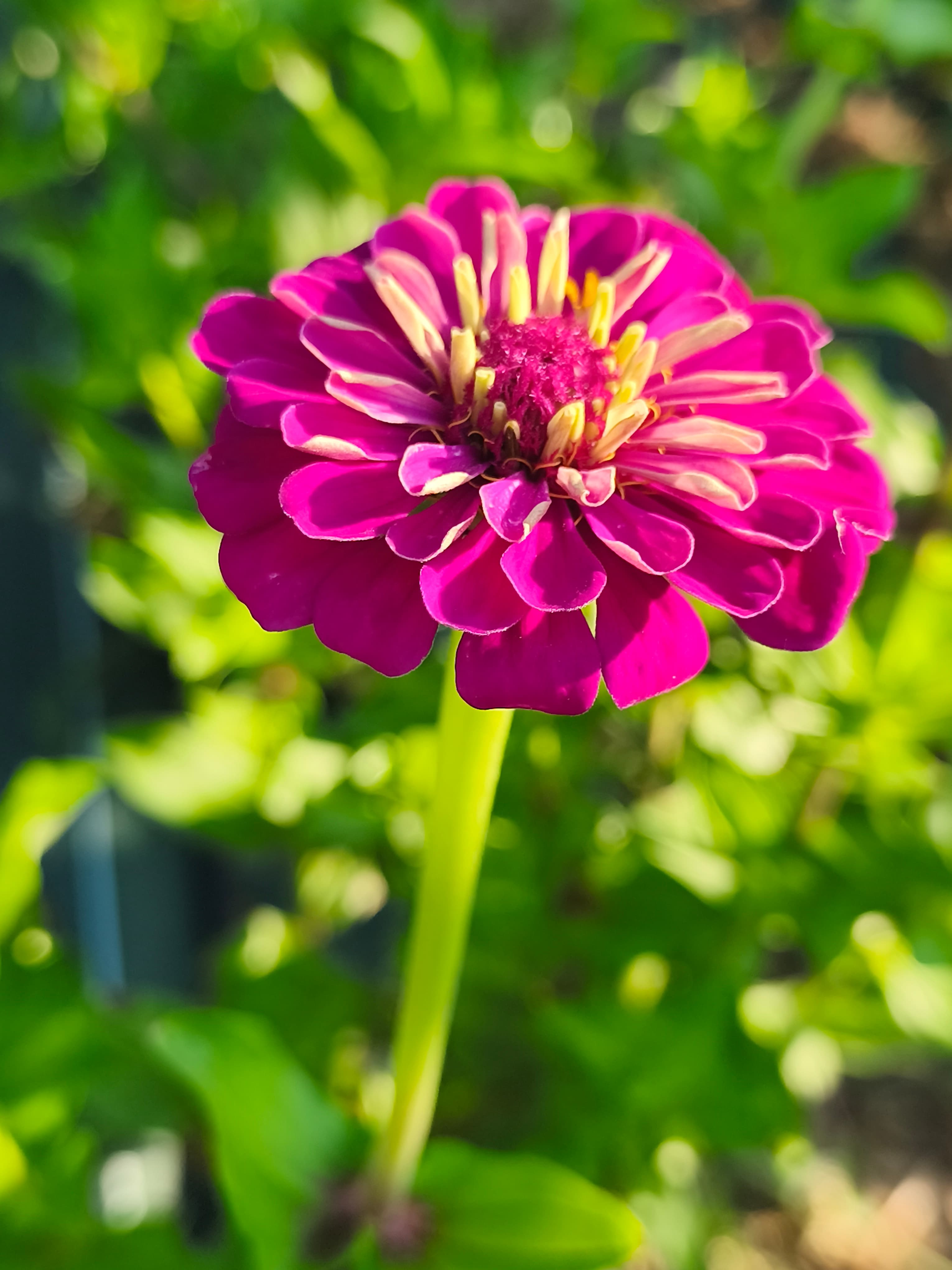 fleur de zinnia rose soutenu 
