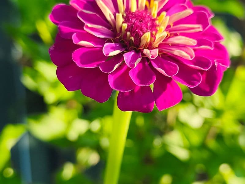 fleur de zinnia rose soutenu 