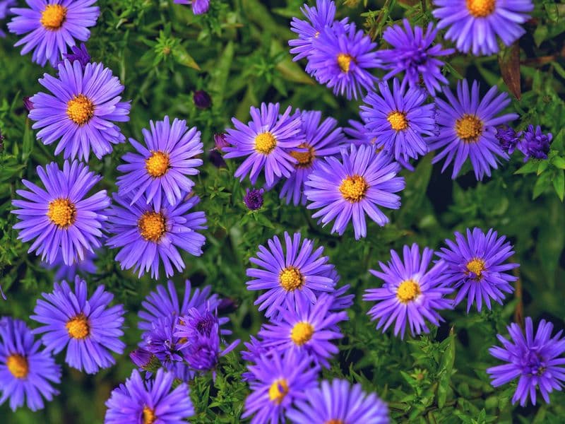 petite fleurs bleues , violet à cœur jaune, en bouquet 