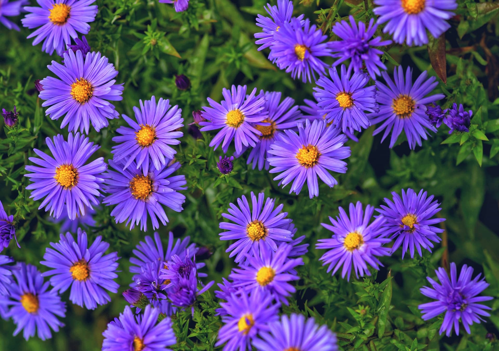 petite fleurs bleues , violet à cœur jaune, en bouquet 