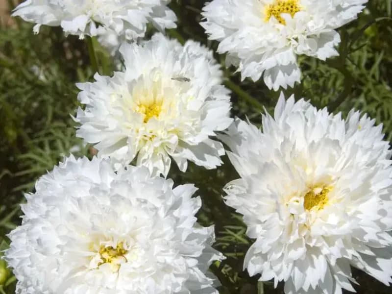 fleurs vaporeuses et légères avec beaucoup de pétales blanches à cœur jaune