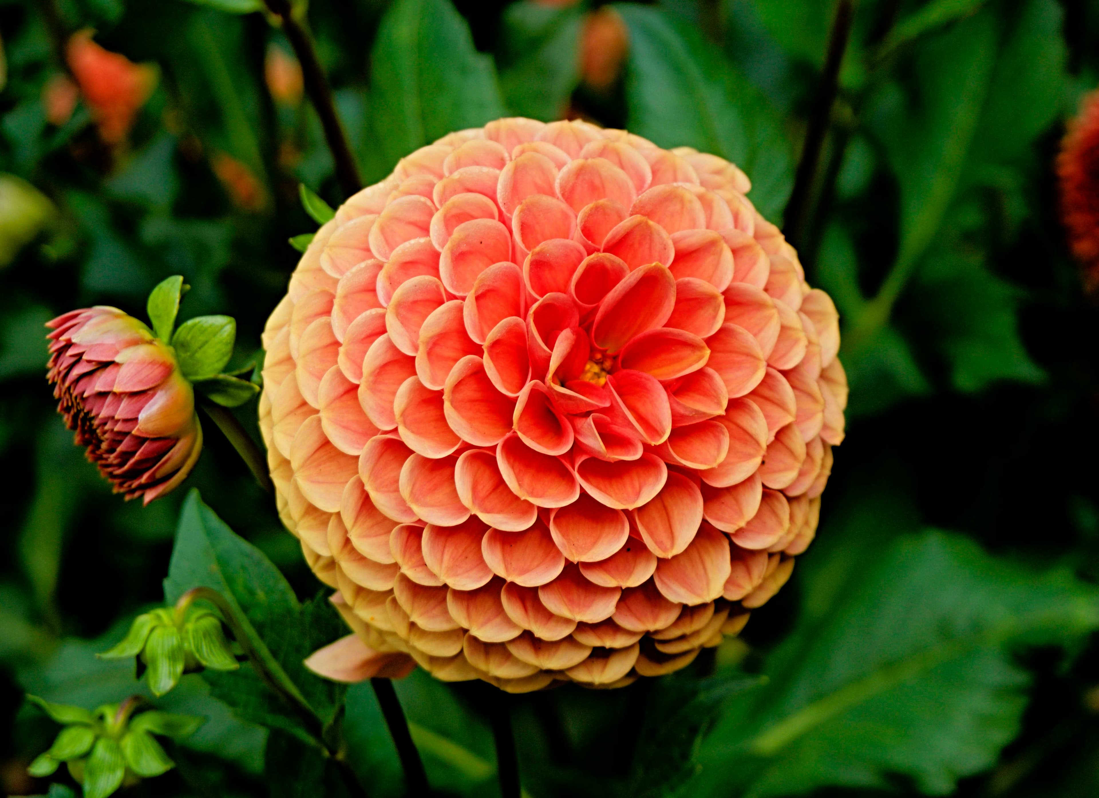 fleur-de-dahlia-orange