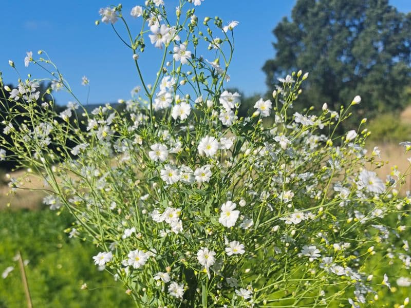 petites fleurs blanches , légères et vaporeuses 