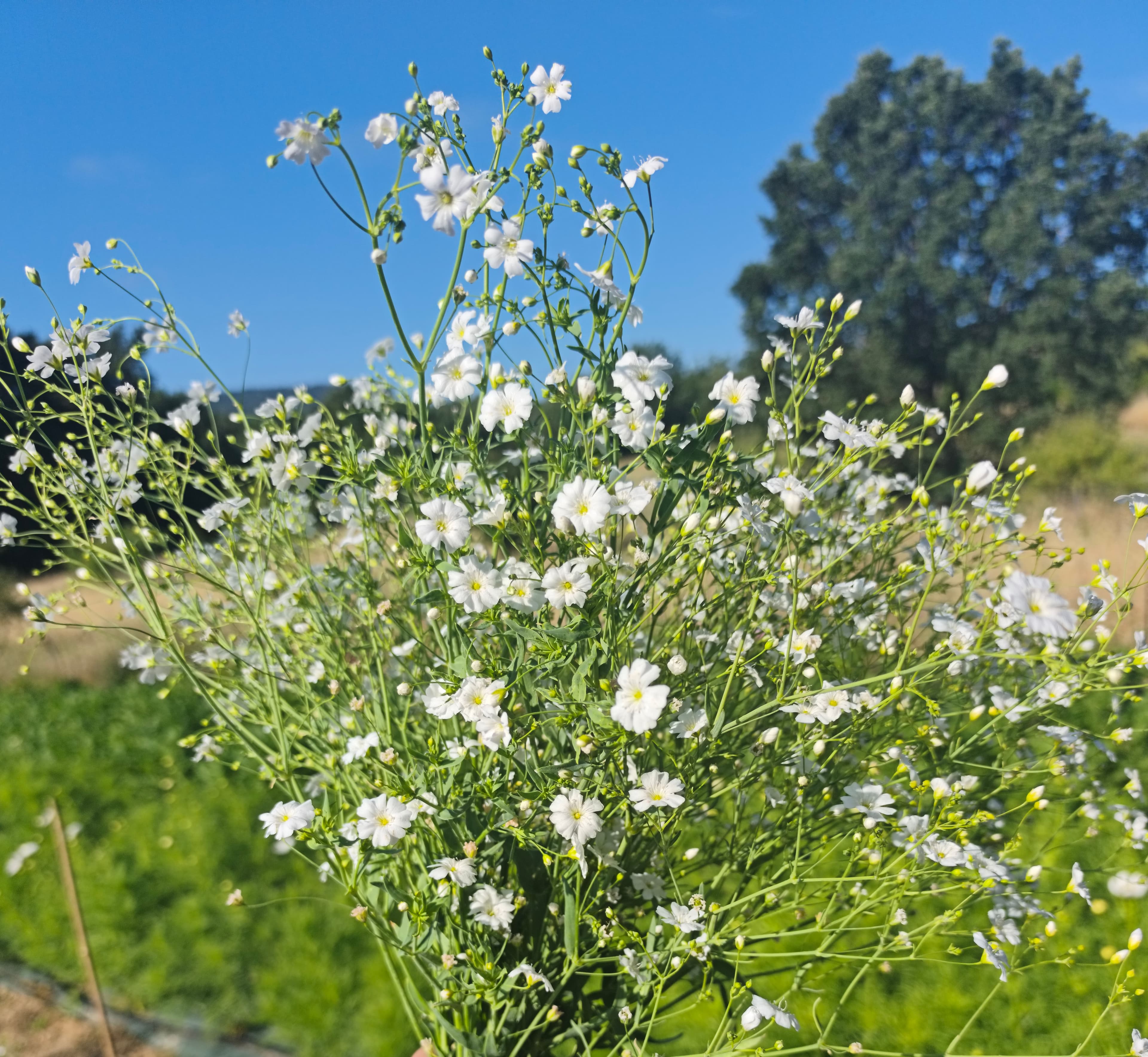 petites fleurs blanches , légères et vaporeuses 