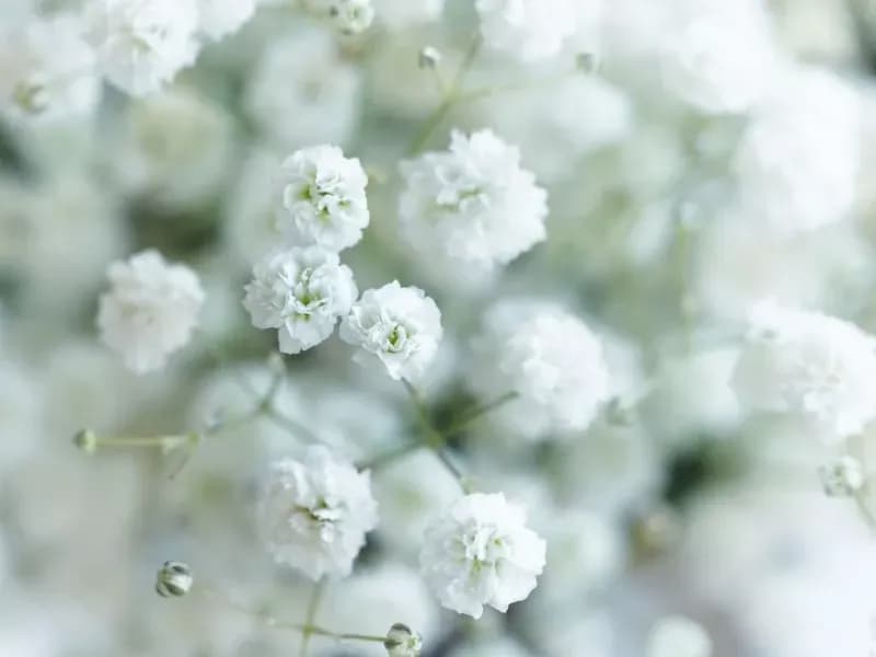 toutes petites fleurs pompons blancs