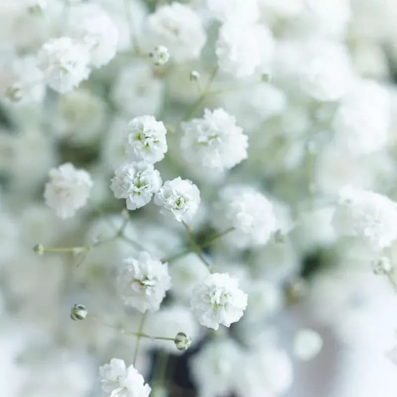 toutes petites fleurs pompons blancs