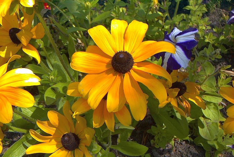 Rudbeckia jaune d'or à coeur noir 