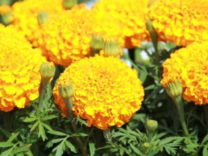 fleurs en gros pompons jaunes à pétales frisés 