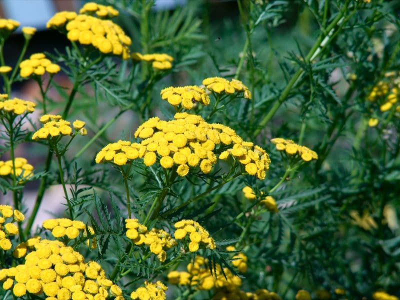 petites fleurs jaunes rondes et pleines,  en petites touffes