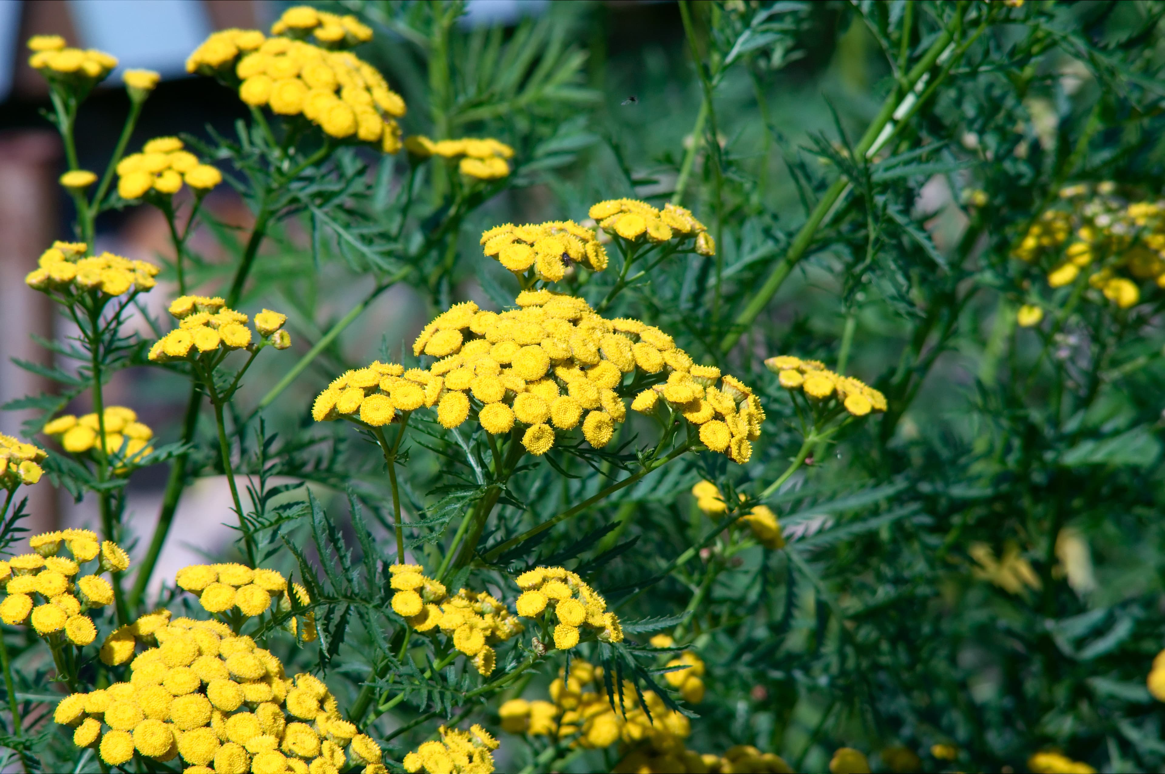 petites fleurs jaunes rondes et pleines,  en petites touffes